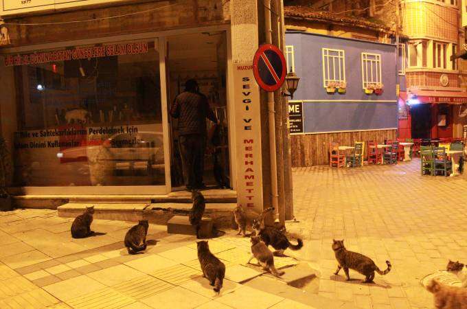 Bunlarda Edirne'nin "ciğerci Kedileri"