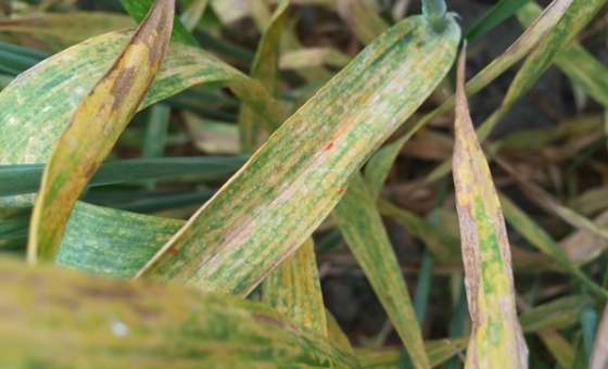 Hayrabolu'da Buğdaylarda Pas Ve Septoria Hastalığı Uyarısı