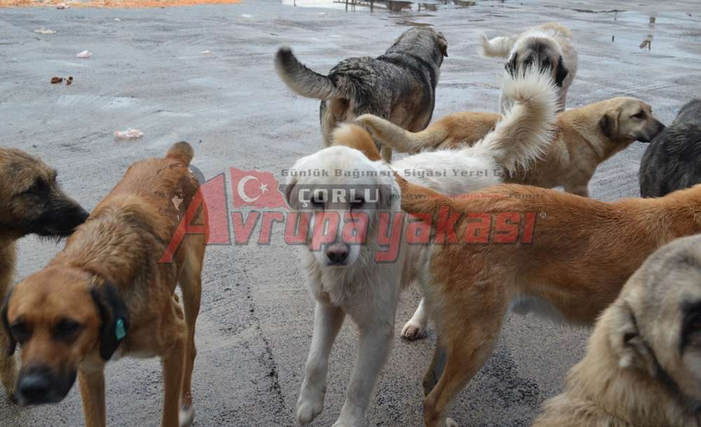 Sokak Hayvanlarının Merhamet Kapısı:  Çorlu Belediyesi Hayvan Barınağı