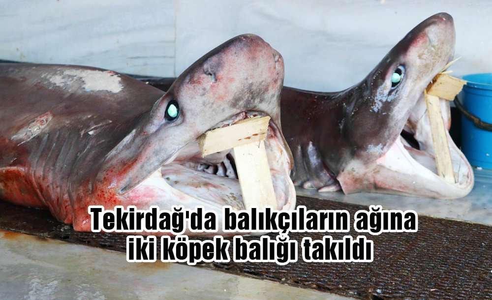 Tekirdağ'da Balıkçıların Ağına Iki Köpek Balığı Takıldı